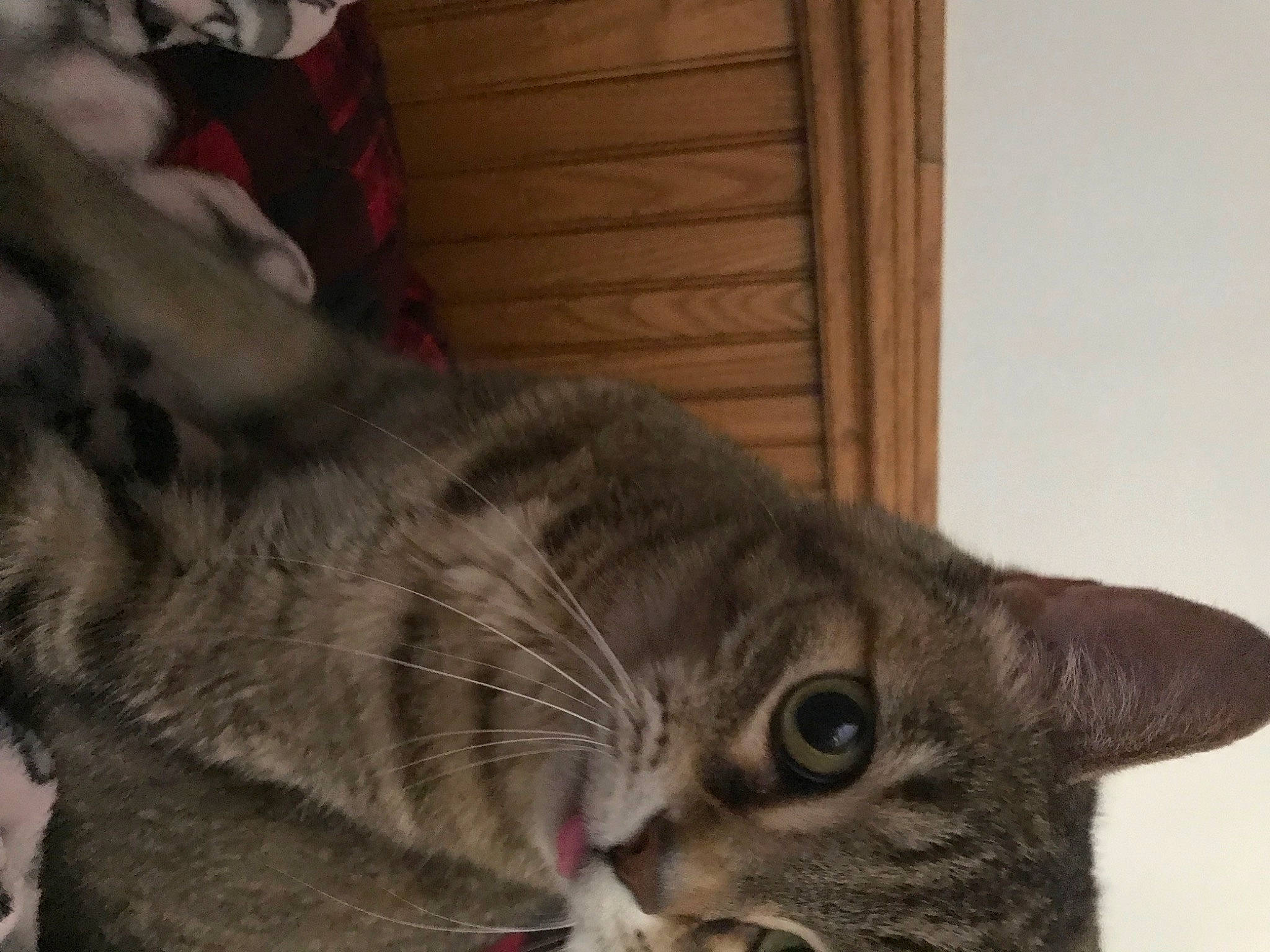 Tip joined the competition — help win amazing prizes! carnivore, cat, claw, comfort, domestic_short_haired_cat, ear, felidae, fur, paw, small_to_medium_sized_cats, snout, tail, terrestrial_animal, whiskers, wildlife, window, wood