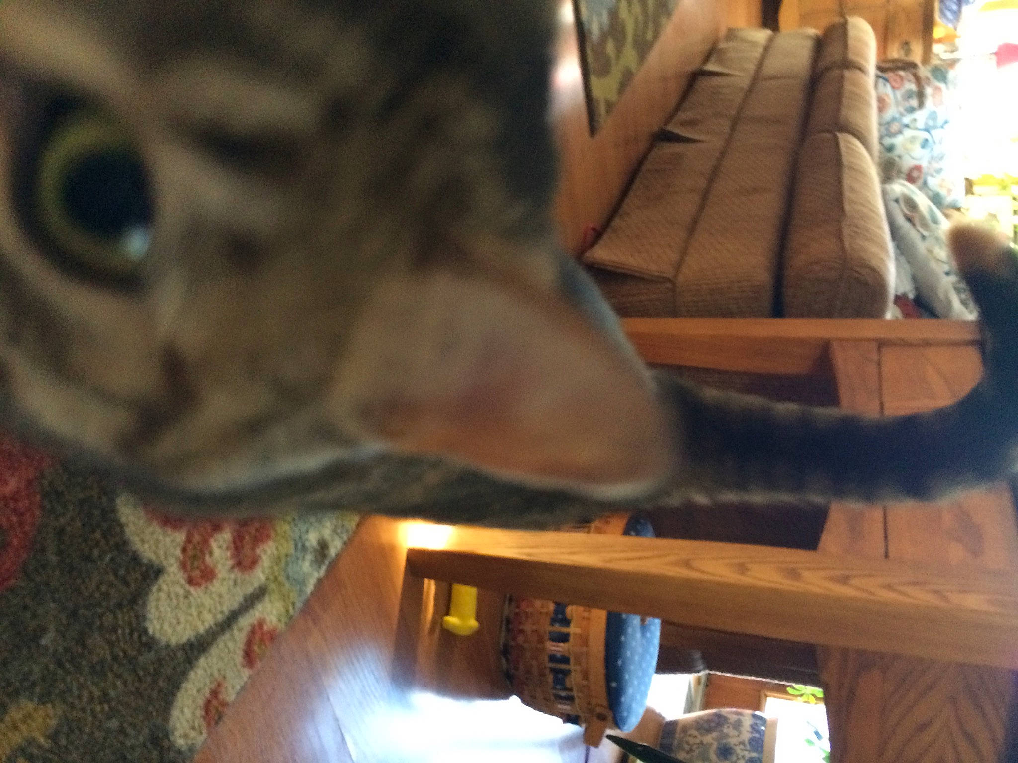 Tip is registered to the contest to win money with this photo: cat, domestic_short_haired_cat, felidae, flooring, fur, hardwood, room, sculpture, small_to_medium_sized_cats, snapshot, statue, terrestrial_animal, vertebrate, whiskers, wood, wood_stain