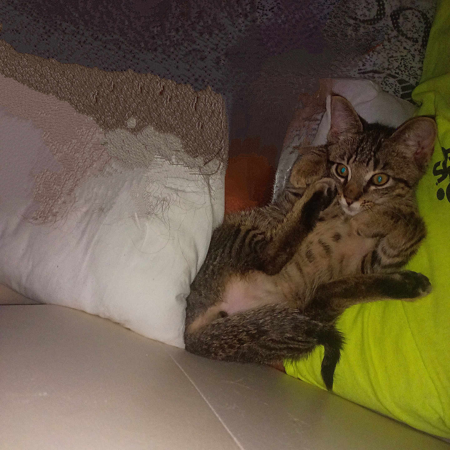 Keanu is registered to the contest to win money with this photo: abyssinian, animal, architecture, armchair, blanket, building, cat, chair, couch, cushion, egyptiancat, furniture, homedecor, indoors, kitten, manx, ocelot, person, pet, sleeping