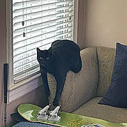 Katniss And Dave is registered to the contest to win money with this photo: beige, black_cat, blanket, blinds, blue, cat, couch, cozy, curious, daylight, furniture, green, home, indoor, paws, pet, relaxing, skateboard, stretching, window