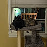 Katniss And Dave joined the competition — help win amazing prizes! animal, black_cat, blinds, cat, cat_tree, cozy, cute, domestic, eyes, feline, gray_cat, humor, indoor, night, pets, relaxed, resting, sign, window, yellow_wall