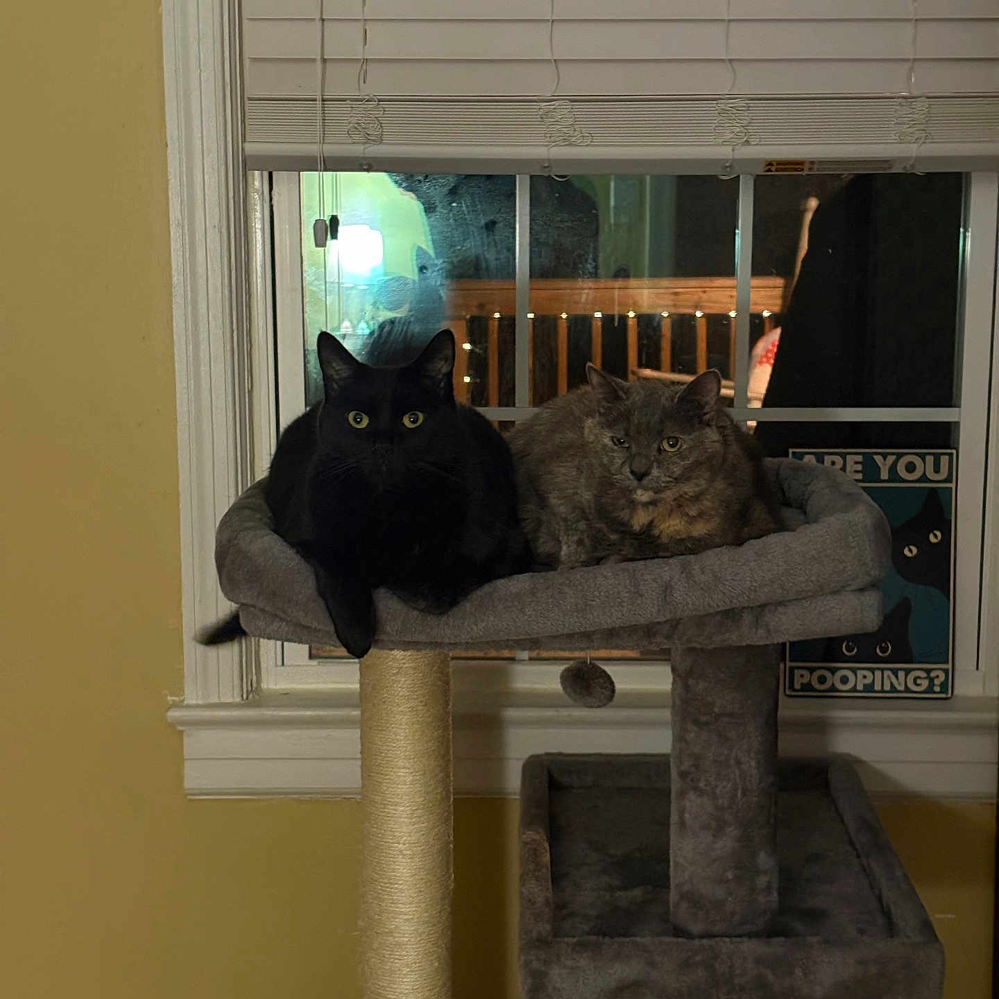 Katniss And Dave joined the competition — help win amazing prizes! animal, black_cat, blinds, cat, cat_tree, cozy, cute, domestic, eyes, feline, gray_cat, humor, indoor, night, pets, relaxed, resting, sign, window, yellow_wall