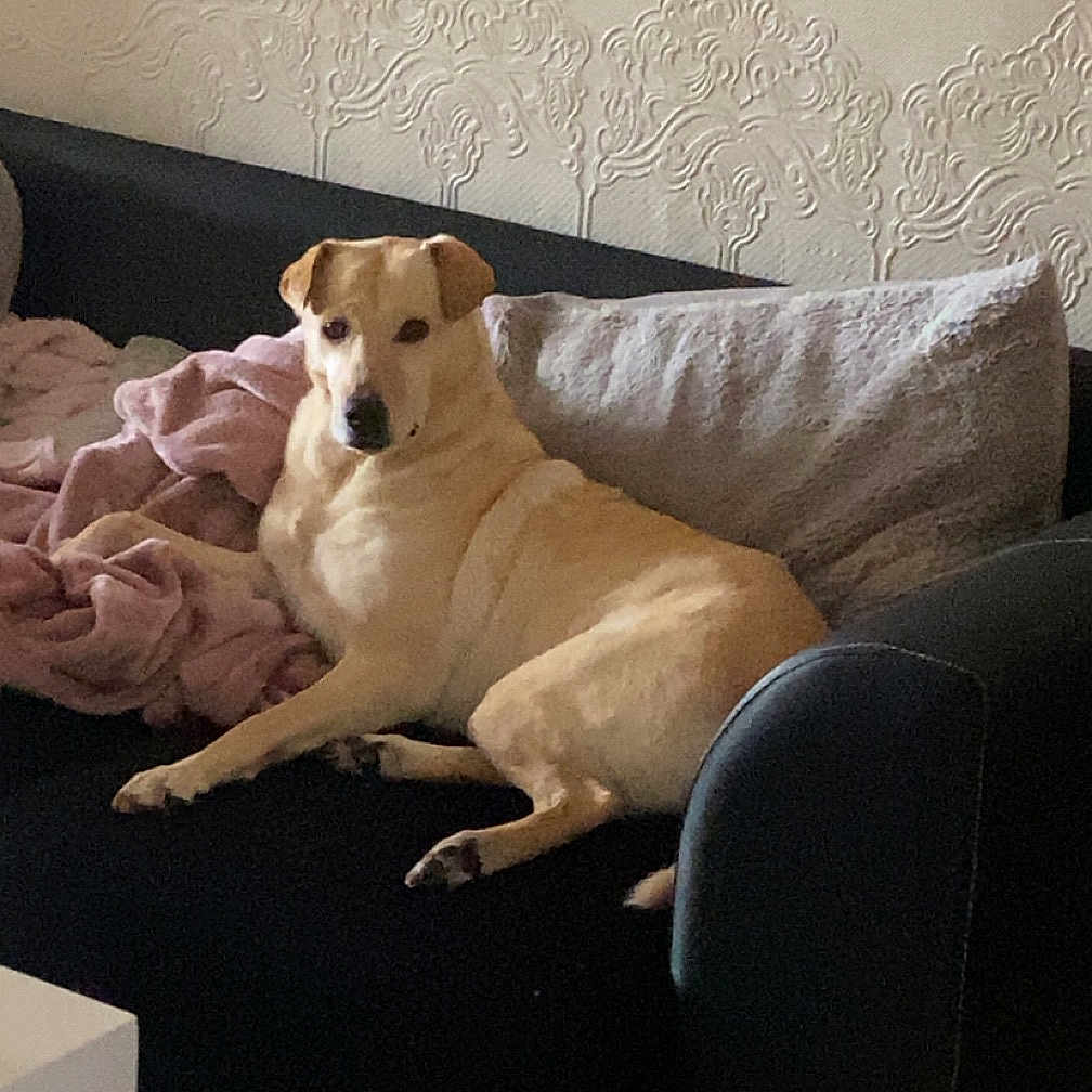Dolly