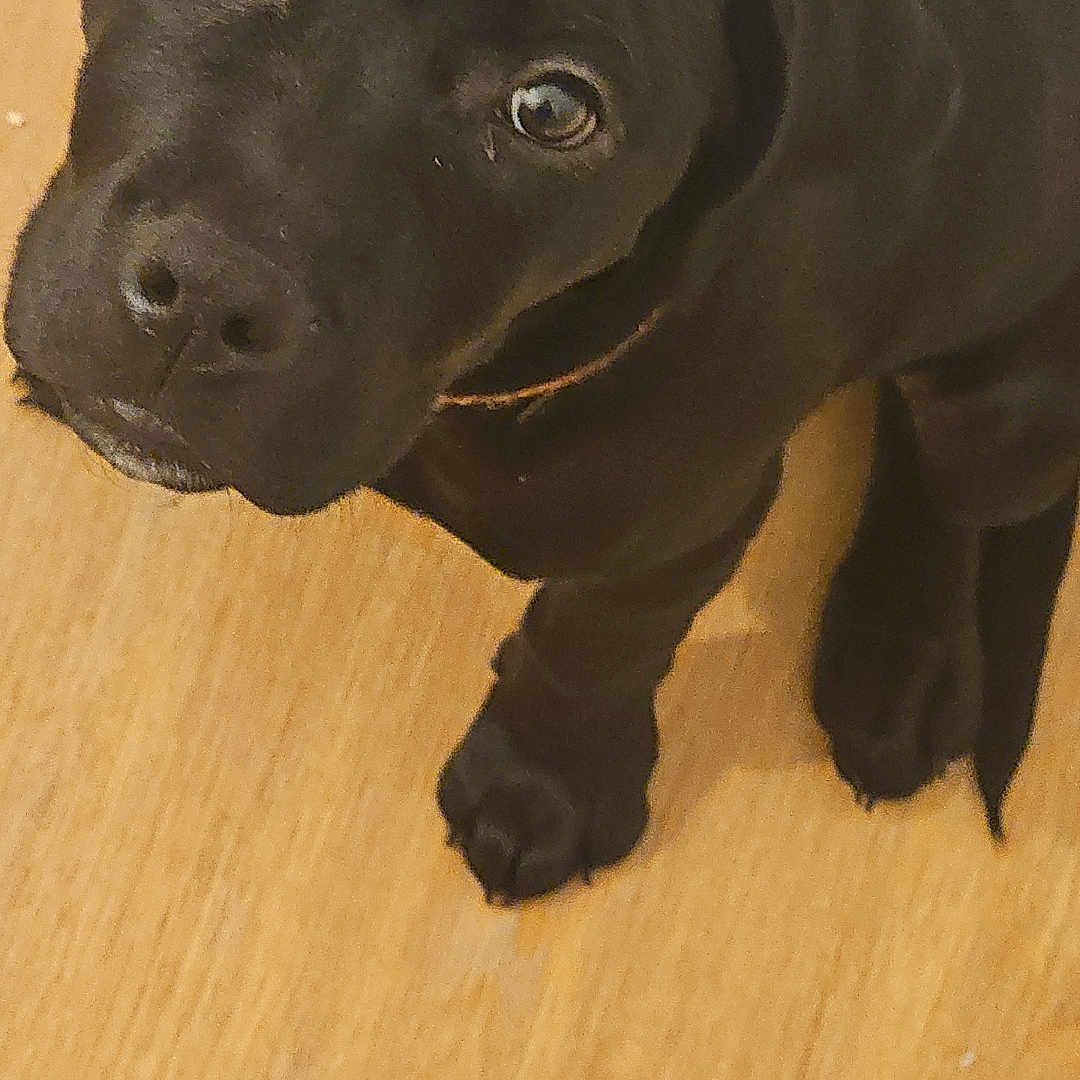 Simba participe au concours pour gagner de l'argent avec cette photo : puppy, dog, black_dog, pet, indoor, wooden_floor, cute, young_dog, canine, looking_up, ears, fur, animal, domestic_animal, companion, adorable, flooring, one_ear_flopped, portrait, sitting