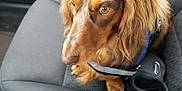 Dakota joined the competition — help win amazing prizes! dog, long_hair, amber_eyes, car_seat, pet, animal, canine, fluffy, brown_fur, black_seat, leash, vehicle_interior, close_up, sitting, side_view, domestic_animal, companion, cute, calm, indoors