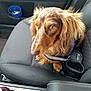 dog, long_hair, amber_eyes, car_seat, pet, animal, canine, fluffy, brown_fur, black_seat, leash, vehicle_interior, close_up, sitting, side_view, domestic_animal, companion, cute, calm, indoors