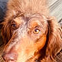 Dakota joined the competition — help win amazing prizes! dog, long_hair, brown_eyes, close_up, wooden_deck, pet, animal, fur, outdoor, looking_up, canine, nose, ears, curious, portrait, domestic_animal, companion, muzzle, whiskers, daylight
