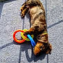 dog, puppy, dachshund, carpet, toy, colorful, plastic, rings, sunlight, indoor, pet, playing, lying_down, brown, black, fur, window, shadow, collar, cute