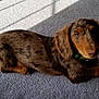 dog, dachshund, puppy, carpet, indoor, pet, animal, brown, speckled_coat, lying_down, sunlight, shadow, window_blinds, cute, ears, collar, fur, looking_at_camera, canine, domestic_animal