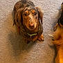 dog, dachshund, pet, indoor, carpet, brown, tan, speckled, animal, cute, looking_up, companion, fur, domestic_animal, canine, sitting, closeup, young_dog, friendly, household