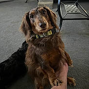 Dakota joined the competition — help win amazing prizes! dog, dachshund, long_hair, paw, foot, collar, carpet, living_room, table, chair, stairs, pet, animal, brown, black, furniture, domestic, indoor, companion, cute