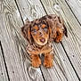 puppy, dog, dachshund, merle, pet, animal, outdoor, wooden_deck, fur, cute, small, sitting, looking_up, brown, tan, ears, legs, nose, eyes, young