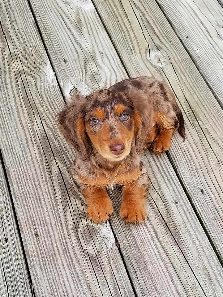 Dakota is registered to the contest to win money with this photo: puppy, dog, dachshund, merle, pet, animal, outdoor, wooden_deck, fur, cute, small, sitting, looking_up, brown, tan, ears, legs, nose, eyes, young