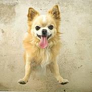 Pepito'S participe au concours pour gagner de l'argent avec cette photo : adorable, animal, canine, closeup, concrete, cute, dog, ears, energetic, expression, fluffy, fur, happy, jumping, looking_up, outdoor, pet, playful, small_dog, tongue_out
