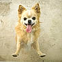 adorable, animal, canine, closeup, concrete, cute, dog, ears, energetic, expression, fluffy, fur, happy, jumping, looking_up, outdoor, pet, playful, small_dog, tongue_out