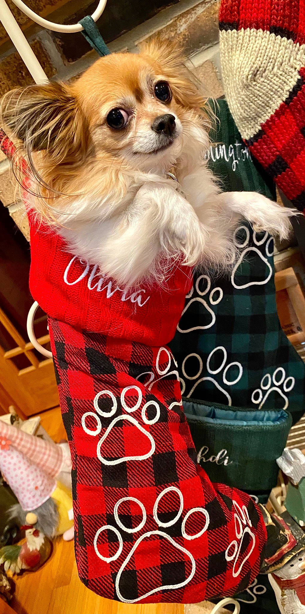 Olivia Marie is registered to the contest to win money with this photo: blue, carnivore, collar, companion_dog, dog, dog_breed, dog_collar, dog_supply, fawn, fur, green, pattern, pet_supply, plaid, sleeve, tartan, textile, toy_dog, white, working_animal