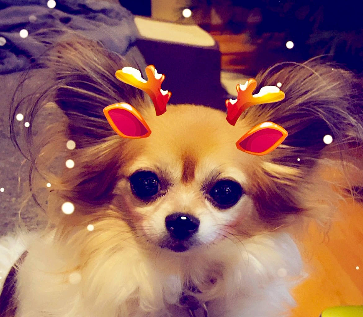 Olivia Marie joined the competition — help win amazing prizes! canidae, carnivore, companion_dog, dog, dog_breed, dog_supply, eye, fawn, fur, german_spitz, happy, head, iris, pet_supply, snout, sporting_group, toy, toy_dog, whiskers, working_animal