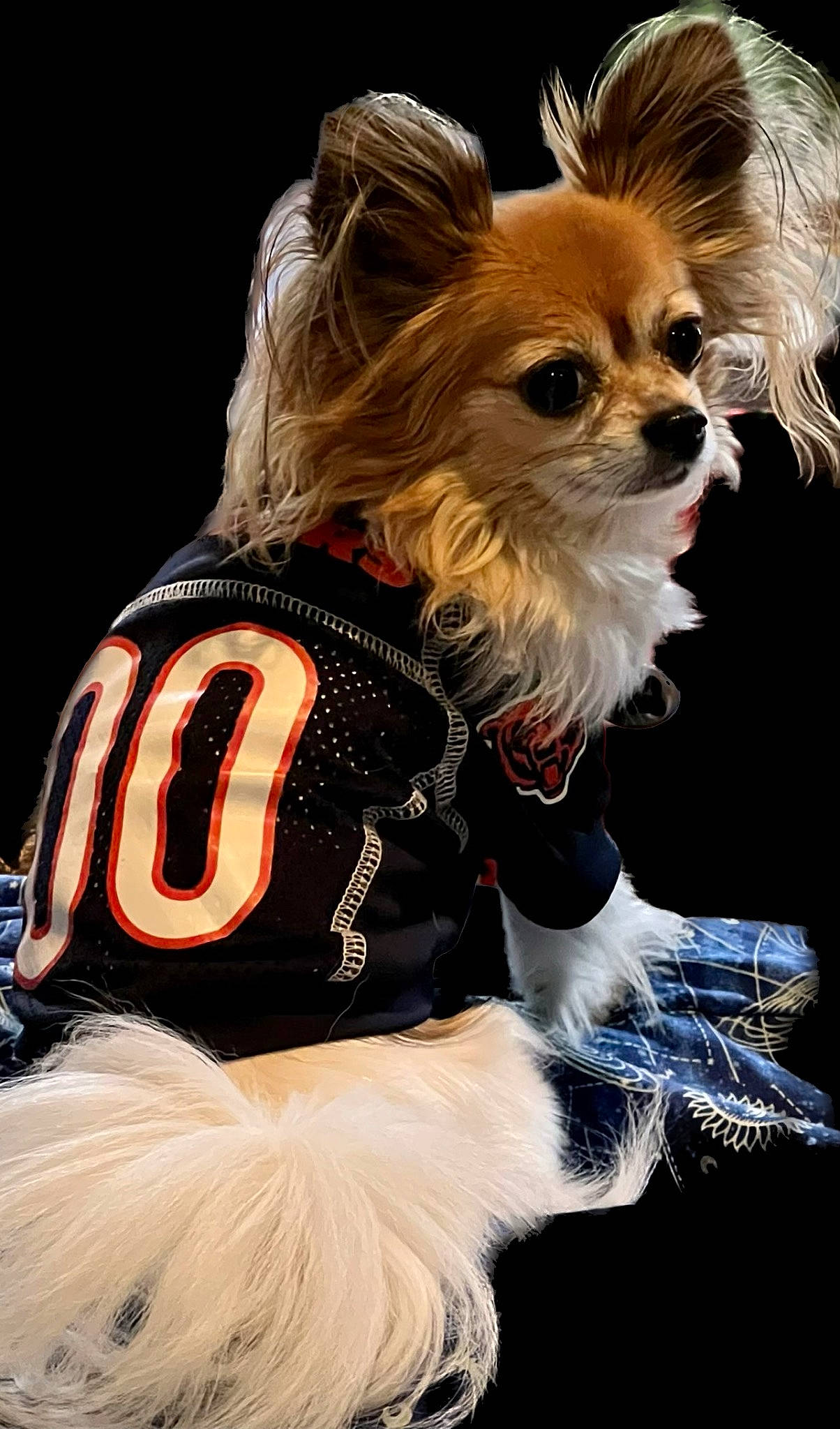 Olivia Marie is registered to the contest to win money with this photo: carnivore, chihuahua, collar, companion_dog, dog, dog_breed, dog_clothes, dog_collar, dog_supply, event, fashion_accessory, fawn, fur, leash, liver, pet_supply, russkiy_toy, sunglasses, toy_dog, working_animal