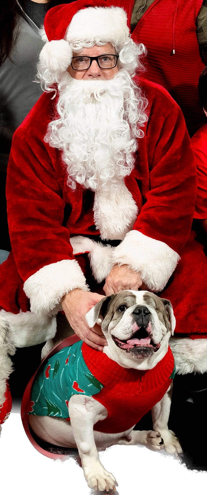 Ruby joined the competition — help win amazing prizes! bulldog, carnivore, christmas, collar, companion_dog, dog, dog_breed, dog_collar, event, fawn, fictional_character, fur, hat, holiday, lap, red, santa_claus, snout, sporting_group, white