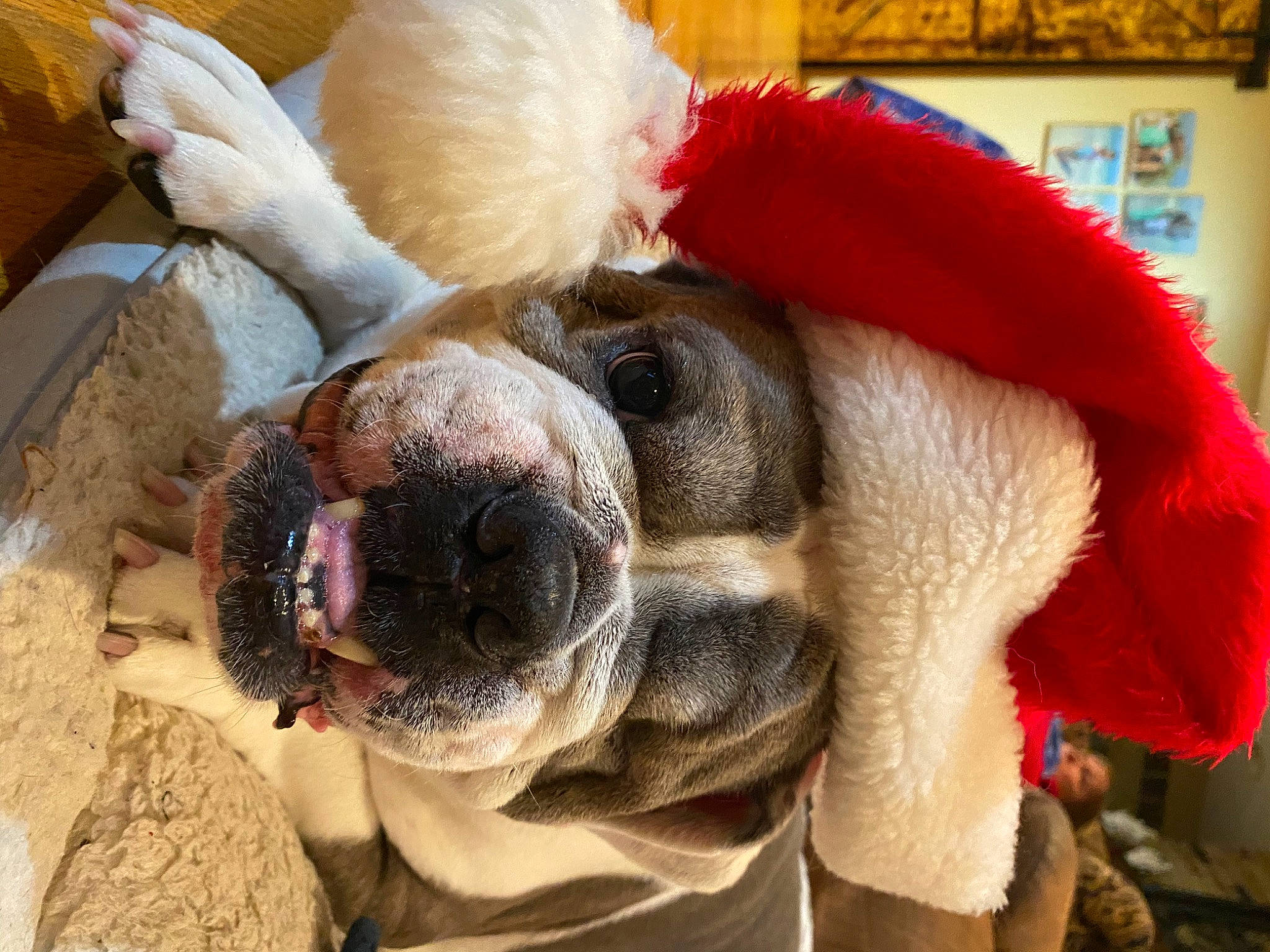 Ruby is registered to the contest to win money with this photo: canidae, carnivore, collar, companion_dog, dog, dog_breed, dog_collar, event, fawn, fur, leash, pack_animal, pet_supply, snout, sporting_group, terrestrial_animal, whiskers, wool, working_animal, wrinkle