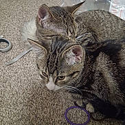 Mojo joined the competition — help win amazing prizes! cat, tabby_cat, two_cats, pet, indoor, carpet, fur, whiskers, ears, paw, cuddle, resting, cozy, closeup, cute, domestic_animal, toy, hair_tie, sleepy, companion