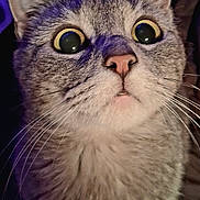 Minnie is registered to the contest to win money with this photo: big_eyes, cat, close_up, cozy, cute, ears, expression, feline, fur, indoor, macro, muzzle, nose, pet, portrait, pupils, surprised, tabby, whiskers, wide_eyes