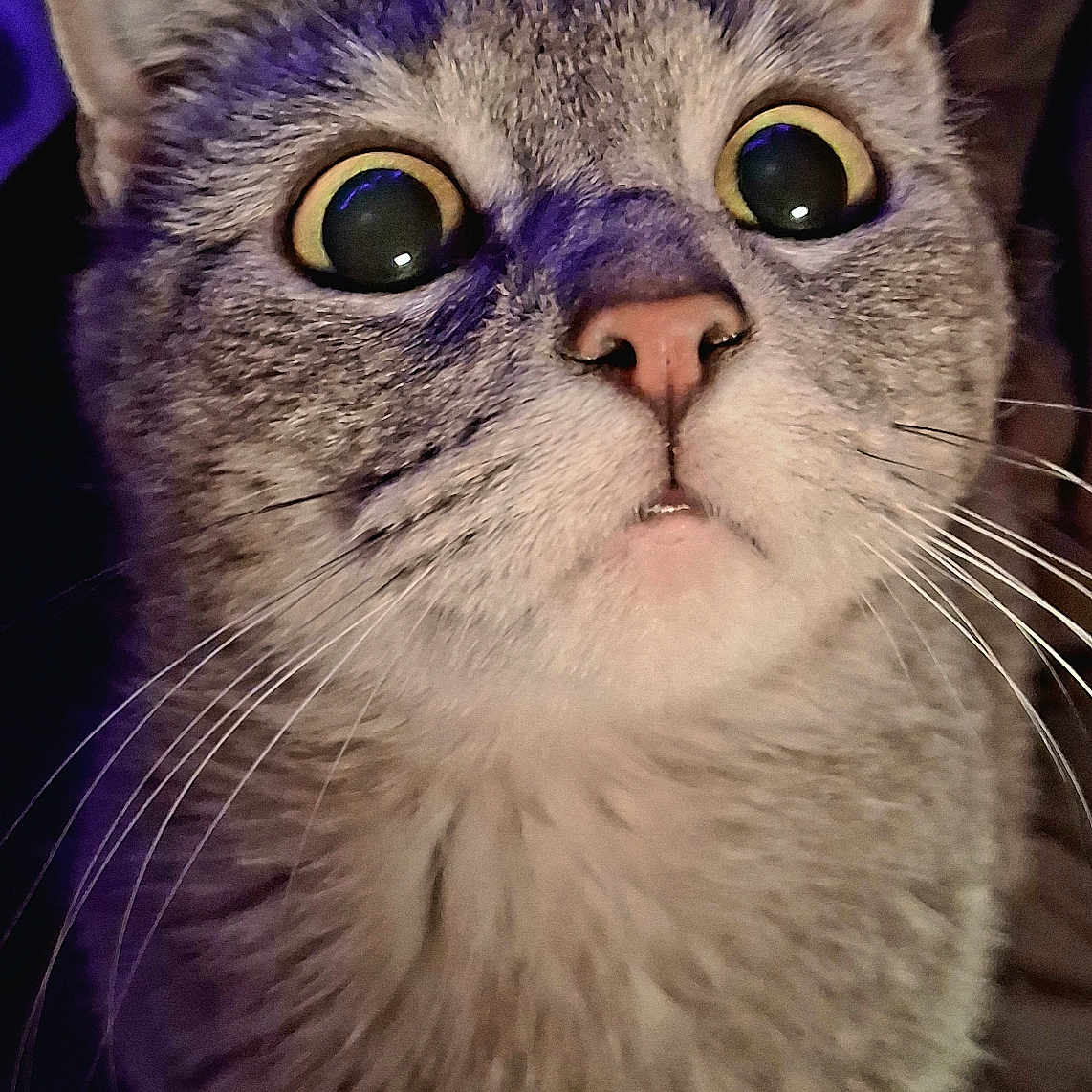 Minnie is registered to the contest to win money with this photo: big_eyes, cat, close_up, cozy, cute, ears, expression, feline, fur, indoor, macro, muzzle, nose, pet, portrait, pupils, surprised, tabby, whiskers, wide_eyes