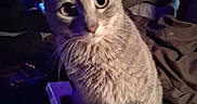 Minnie is registered to the contest to win money with this photo: bed, cat, close_up, cozy, curious, cute, domestic_cat, evening, eyes, furniture, gray_tabby, household, indoor, looking_up, low_light, paws, pet, portrait, soft_fur, whiskers