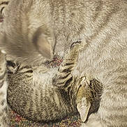 Minnie is registered to the contest to win money with this photo: cat, kitten, cuddle, fur, striped, carpet, indoor, animal, pet, sleeping, resting, closeup, cozy, mammal, whiskers, paw, domestic_cat, feline, snuggling, companion