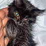 kitten, black_fur, cat, close_up, hand, pet, animal, feline, whiskers, soft_fur, fluffy, indoor, white_background, cute, young_animal, eye_reflection, sleepy, domestic_cat, portrait, petting