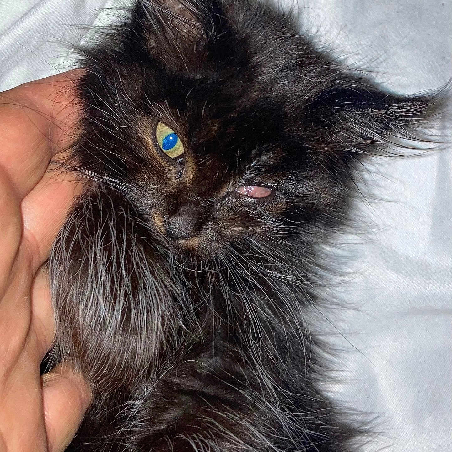 Pirate Le Corsaire participe au concours pour gagner de l'argent avec cette photo : animal, black_fur, cat, close_up, cute, domestic_cat, eye_reflection, feline, fluffy, hand, indoor, kitten, pet, petting, portrait, sleepy, soft_fur, whiskers, white_background, young_animal
