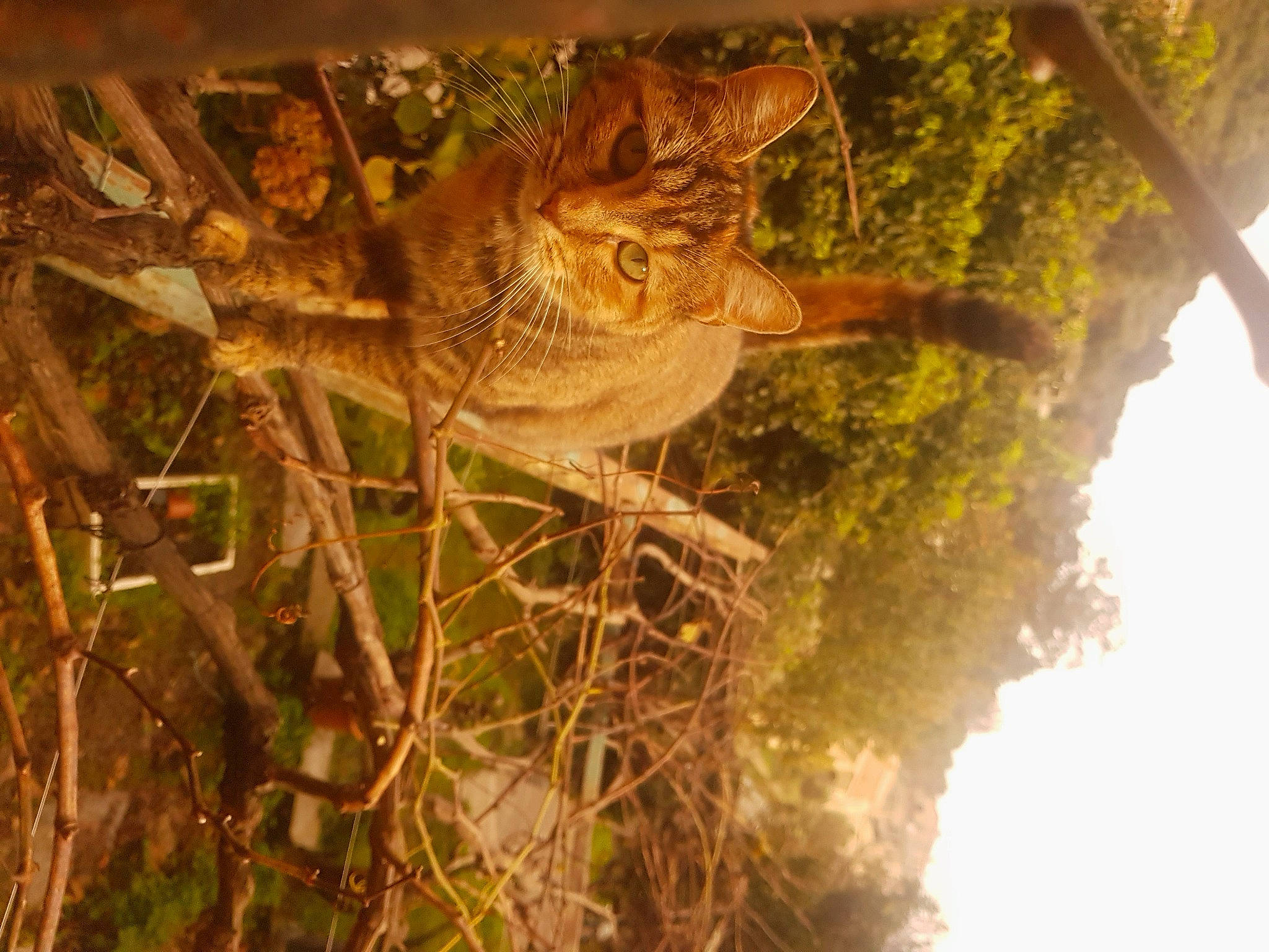 Karma participe au concours pour gagner de l'argent avec cette photo : adaptation, bird, branch, cat, fawn, felidae, leaf, organism, perching_bird, plant, sunlight, tree, twig, wildlife, wren