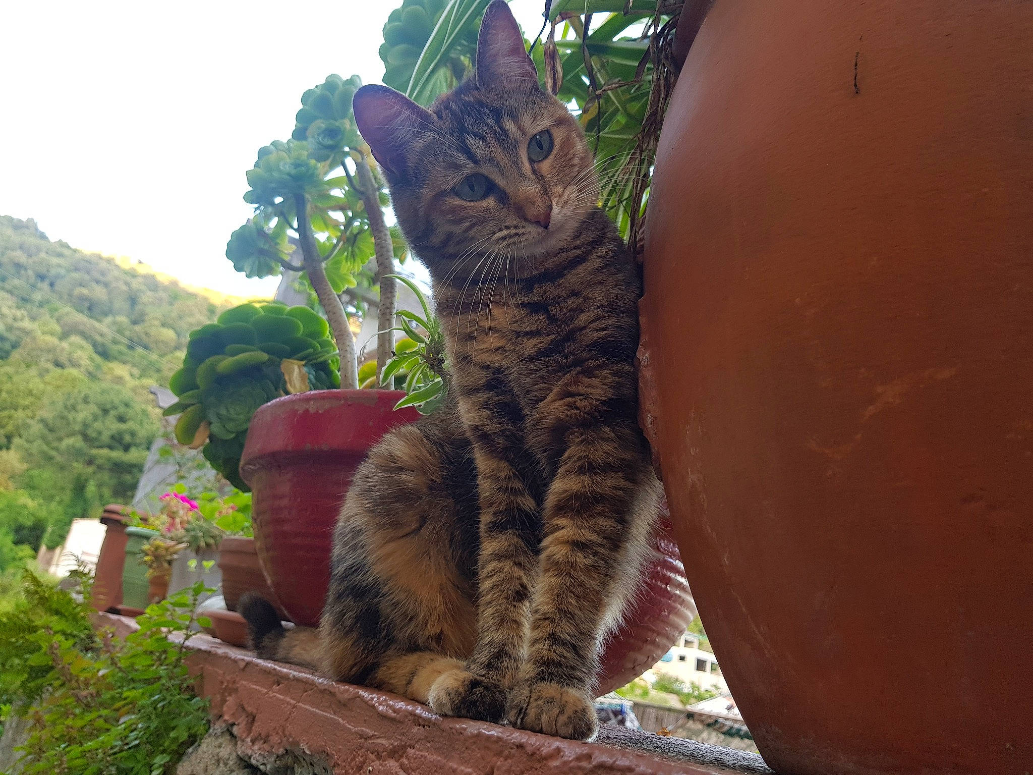 Karma participe au concours pour gagner de l'argent avec cette photo : bengal, carnivore, cat, domestic_short_haired_cat, european_shorthair, fawn, felidae, leg, plant, small_to_medium_sized_cats, tabby_cat, toyger, tree, whiskers, wildlife