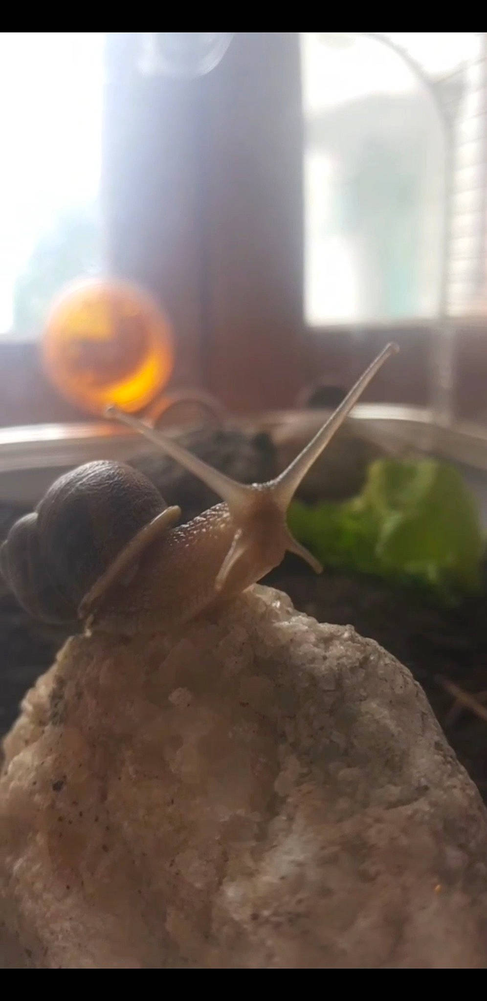 Leo participe au concours pour gagner de l'argent avec cette photo : molluscs, snail, snails_and_slugs