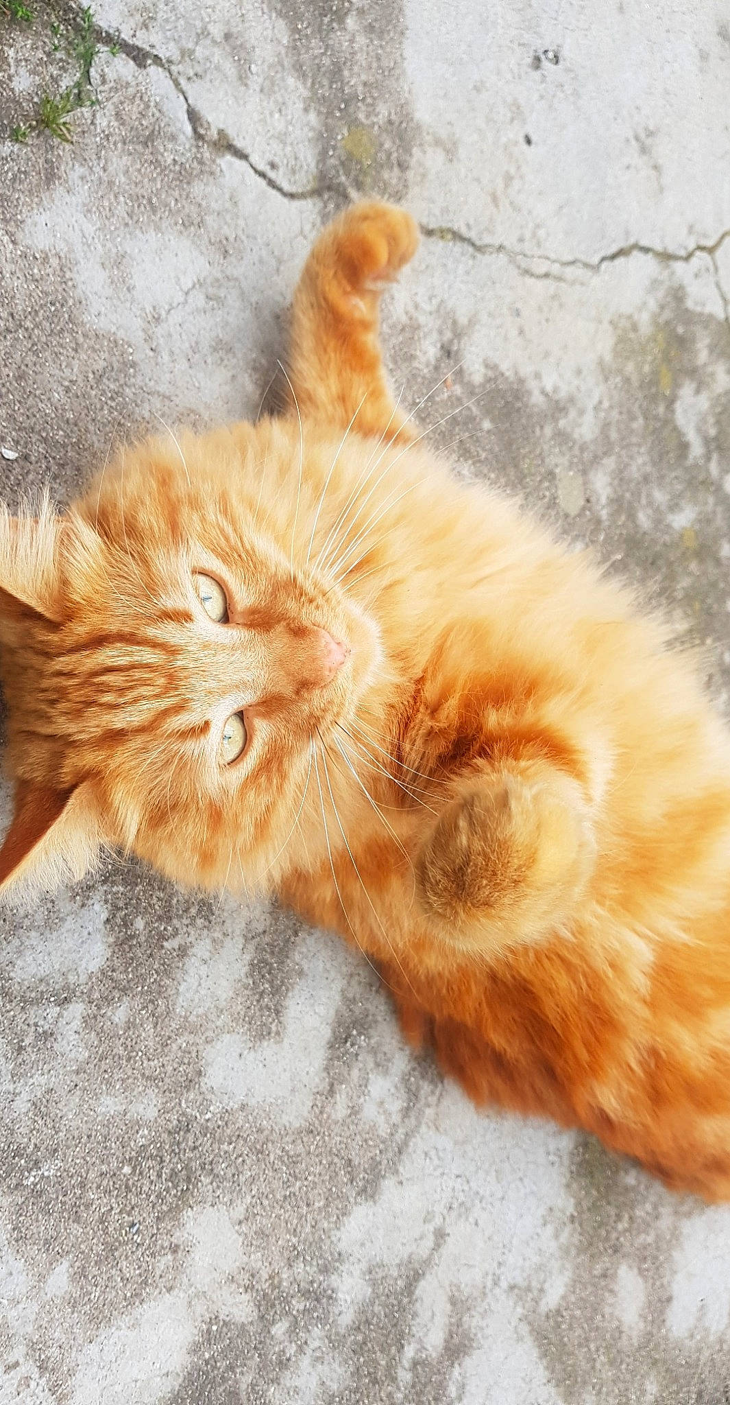 Gandja participe au concours pour gagner de l'argent avec cette photo : carnivore, cat, claw, cymric, domestic_long_haired_cat, ear, european_shorthair, fawn, felidae, fur, kitten, maine_coon, paw, persian, polydactyl_cat, small_to_medium_sized_cats, tabby_cat, tail, whiskers