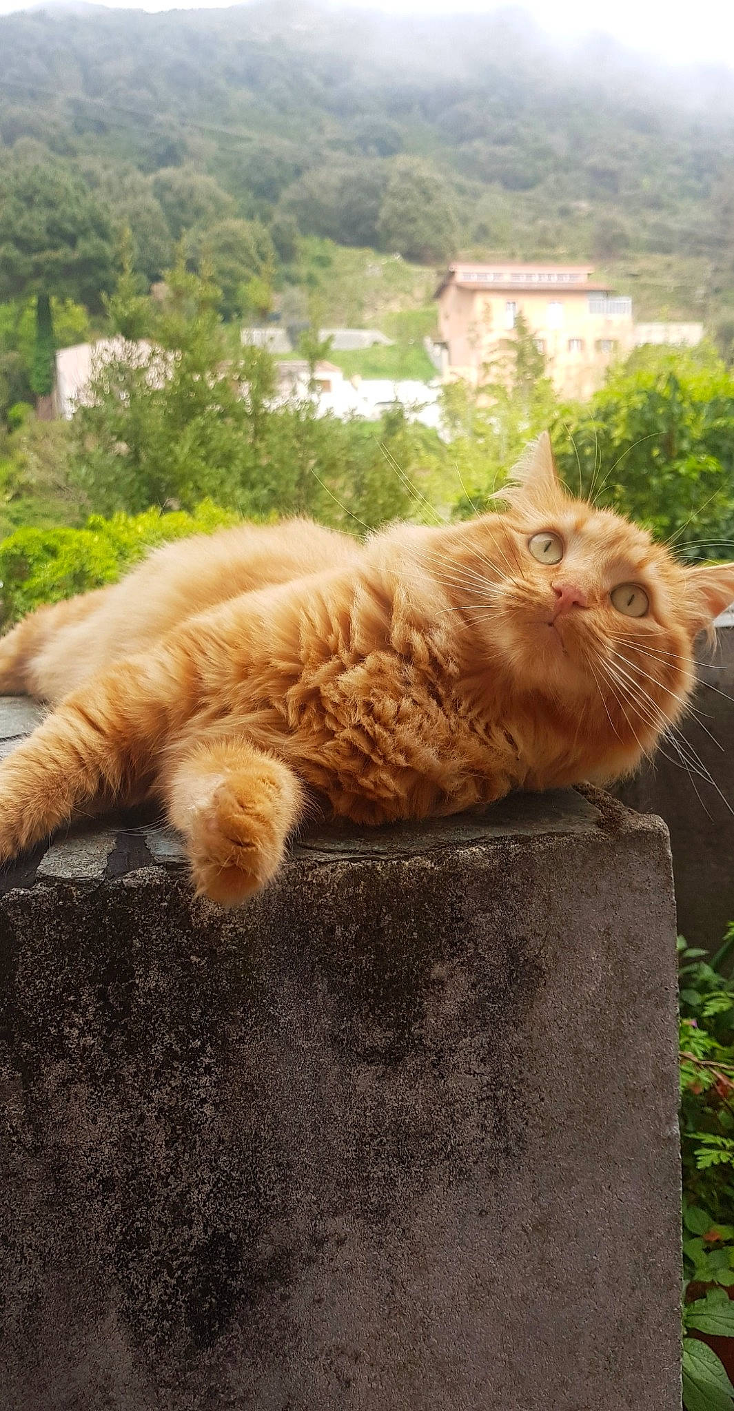 Gandja a rejoint le concours — aidez-le/la à gagner de superbes lots ! british_longhair, british_semi_longhair, carnivore, cat, cymric, domestic_long_haired_cat, european_shorthair, fawn, felidae, fur, grass, kurilian_bobtail, maine_coon, mammal, norwegian_forest_cat, organism, small_to_medium_sized_cats, tabby_cat, tail, whiskers