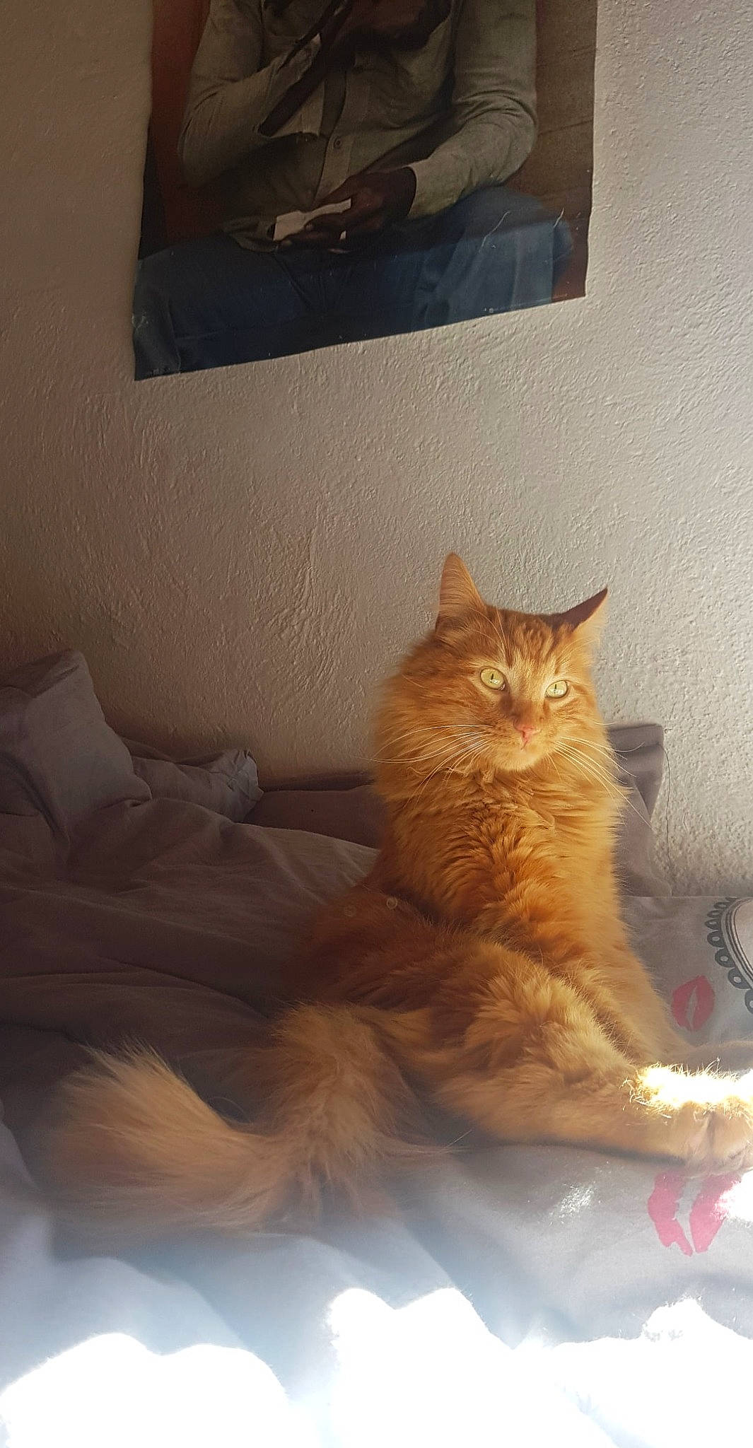 Gandja participe au concours pour gagner de l'argent avec cette photo : carnivore, cat, domestic_long_haired_cat, domestic_short_haired_cat, european_shorthair, fawn, felidae, fur, maine_coon, mammal, room, small_to_medium_sized_cats, somali, tail, whiskers