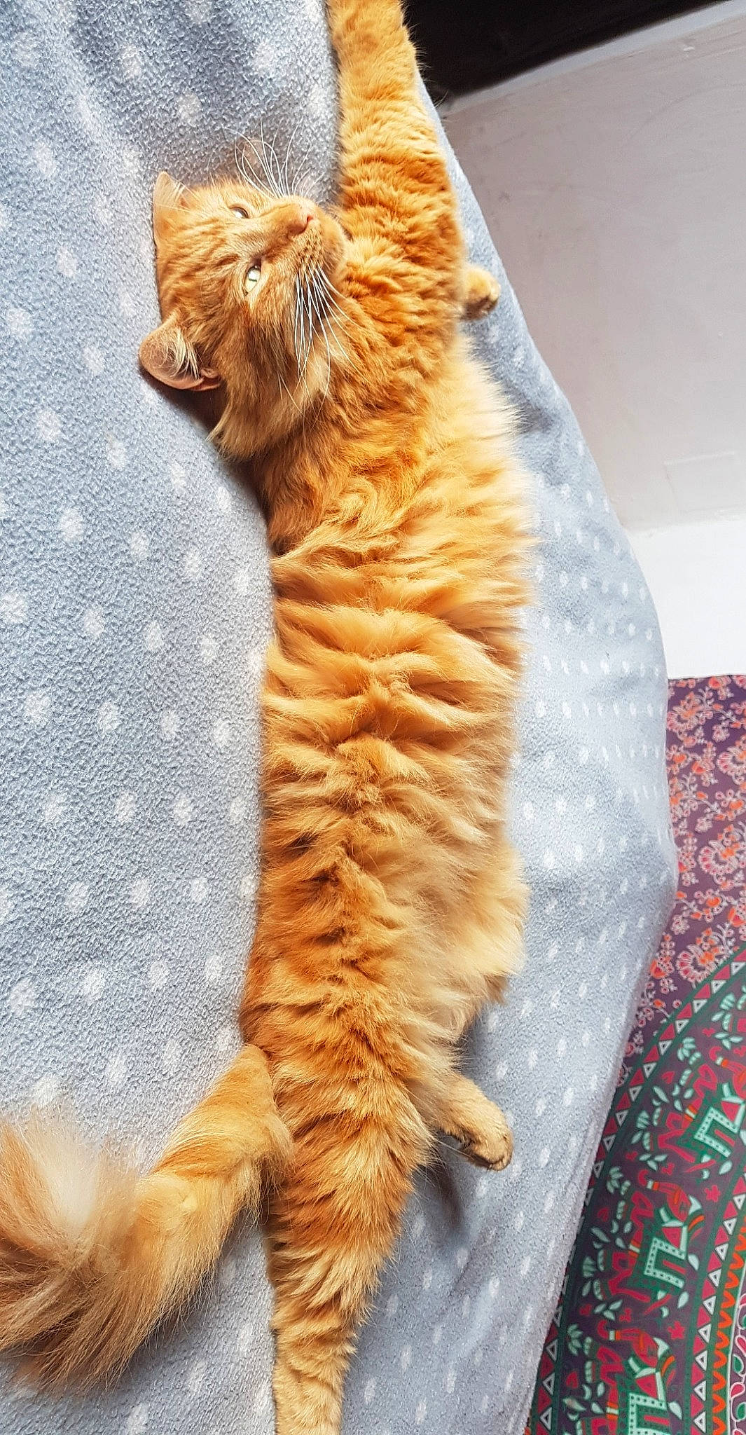 Gandja participe au concours pour gagner de l'argent avec cette photo : carnivore, cat, european_shorthair, fawn, felidae, fur, kitten, maine_coon, small_to_medium_sized_cats, tabby_cat, tail, whiskers