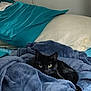 Baby Kitty joined the competition — help win amazing prizes! cat, black_cat, blanket, bed, pillow, cozy, indoor, resting, animal, pet, feline, soft, blue_blanket, green_eyes, cute, fur, relaxed, comfort, sleepy, home