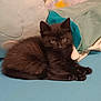 Baby Kitty is registered to the contest to win money with this photo: black_kitten, cat, pet, animal, feline, cute, fluffy, indoor, resting, blue_surface, pillow, soft, curious, young, small, cozy, fur, whiskers, ears, relaxed