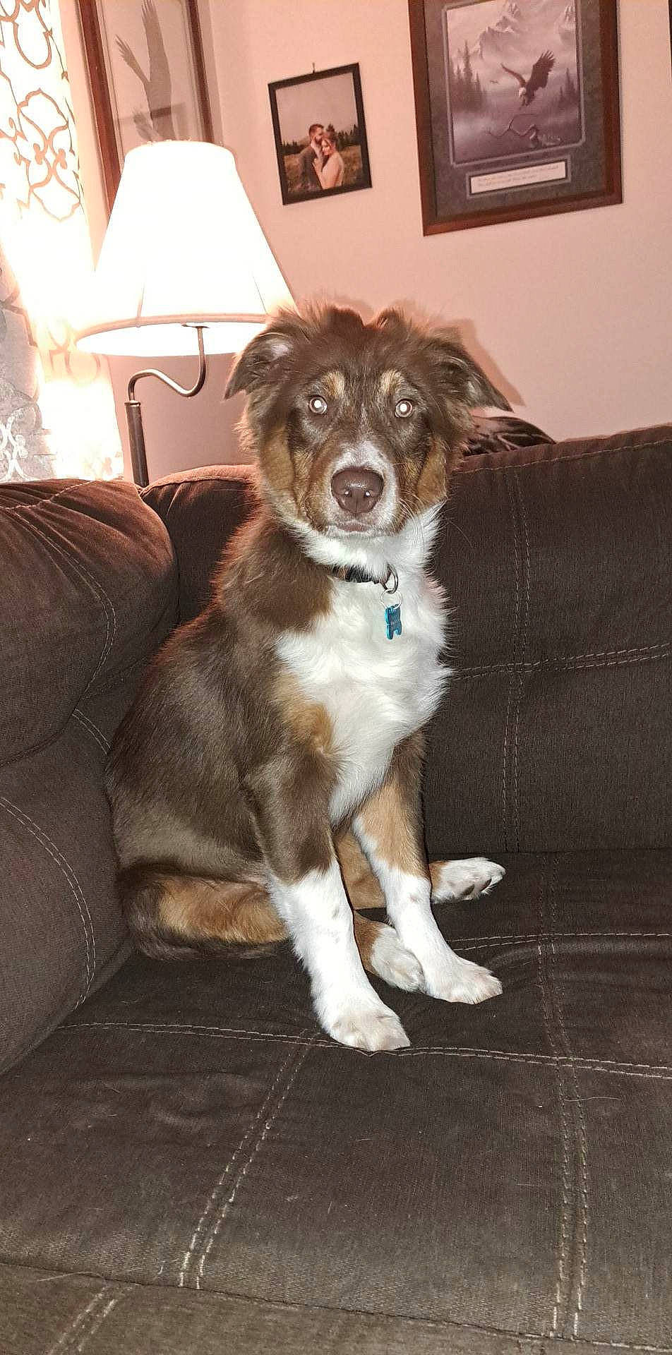 Ranger is registered to the contest to win money with this photo: canidae, carnivore, chair, companion_dog, couch, dog, dog_breed, door, fawn, flooring, fur, herding_dog, picture_frame, snout, sporting_group, whiskers, window, wood, working_animal, working_dog