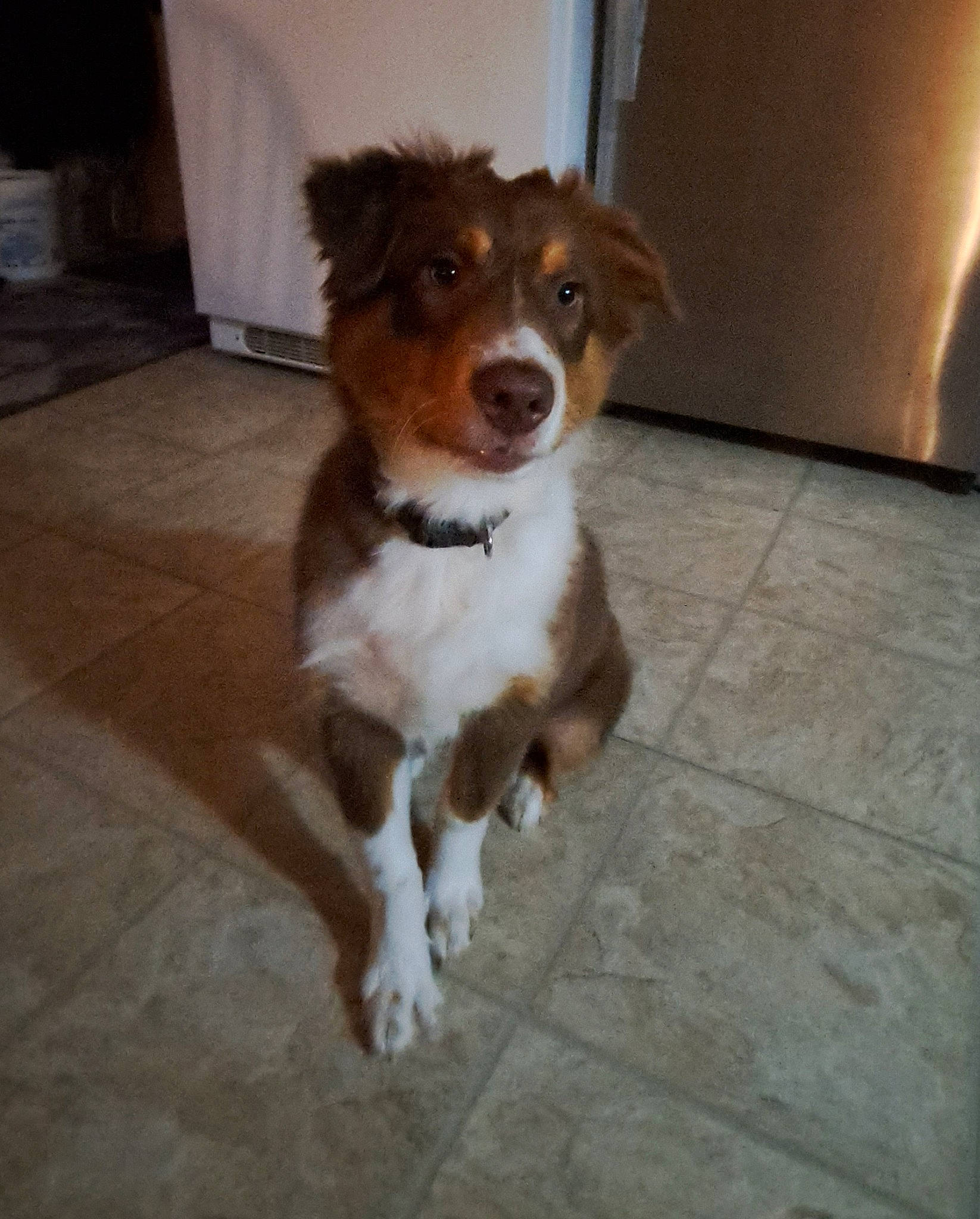 Ranger joined the competition — help win amazing prizes! canidae, carnivore, companion_dog, dog, dog_breed, door, fawn, floor, flooring, fur, hardwood, herding_dog, liver, sporting_group, tail, terrestrial_animal, toy_dog, whiskers, wood, working_animal