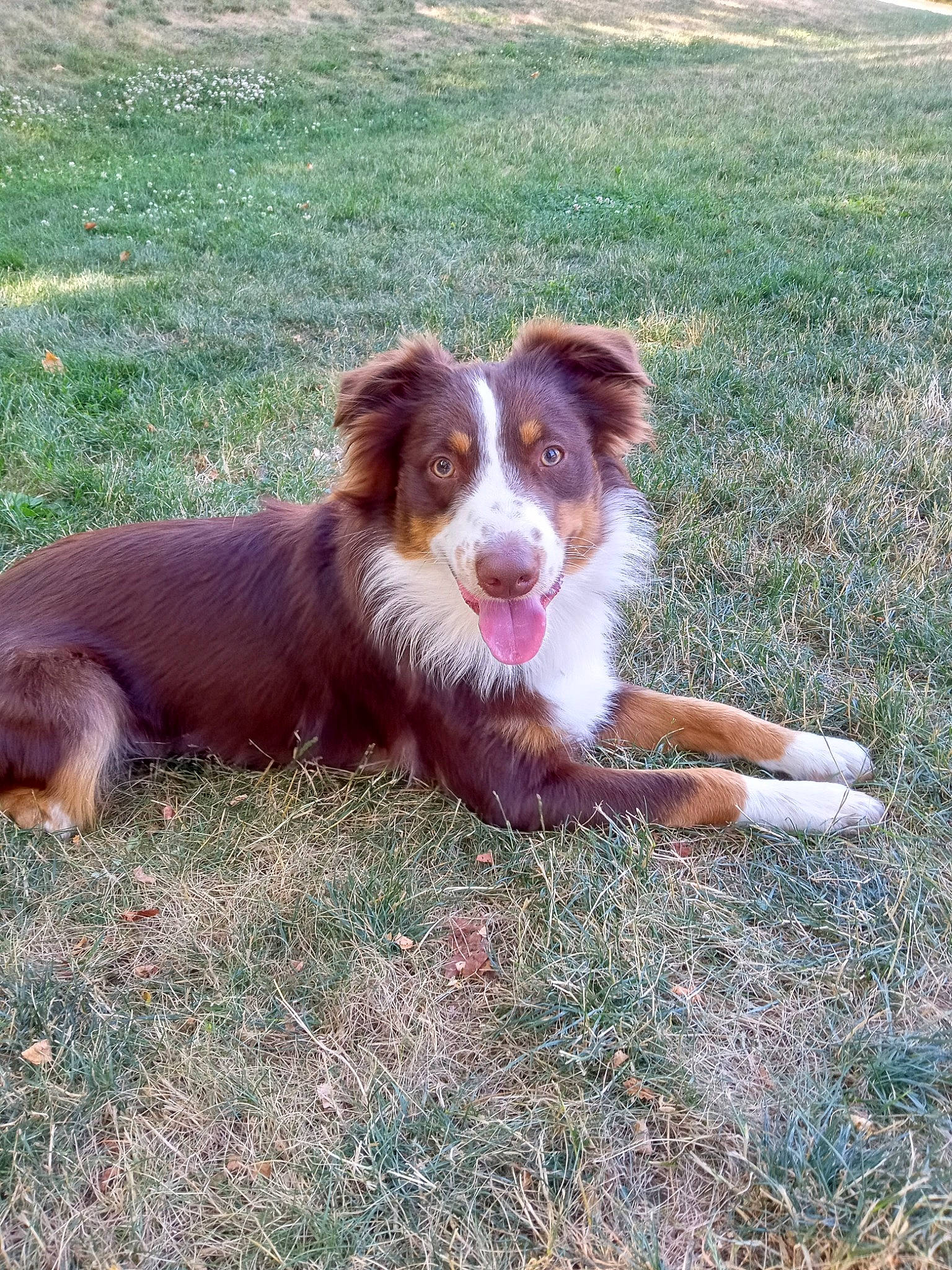 Chase joined the competition — help win amazing prizes! australian_shepherd, border_collie, canidae, carnivore, companion_dog, dog, dog_breed, grass, herding_dog, liver, sporting_group, terrestrial_animal, working_dog