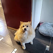 Jock participe au concours pour gagner de l'argent avec cette photo : dog, pet, fluffy, indoor, floor, tile, bed, animal, cute, waiting, companion, fur, brown, small, domestic, cute_pet, looking_up, cozy, home, resting_place