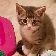 Kayla joined the competition — help win amazing prizes! kitten, cat, pet, animal, cute, fur, whiskers, ears, paws, toy, playful, indoor, floor, tabby, small, young, curious, domestic, mammal, adorable