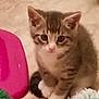 kitten, cat, pet, animal, cute, fur, whiskers, ears, paws, toy, playful, indoor, floor, tabby, small, young, curious, domestic, mammal, adorable