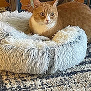 Kiara is registered to the contest to win money with this photo: cat, pet_bed, orange_cat, white_fur, fluffy, indoor, rug, carpet, cat_tunnel, curious, animal, feline, cozy, resting, home, cute, domestic_cat, whiskers, ears, floor