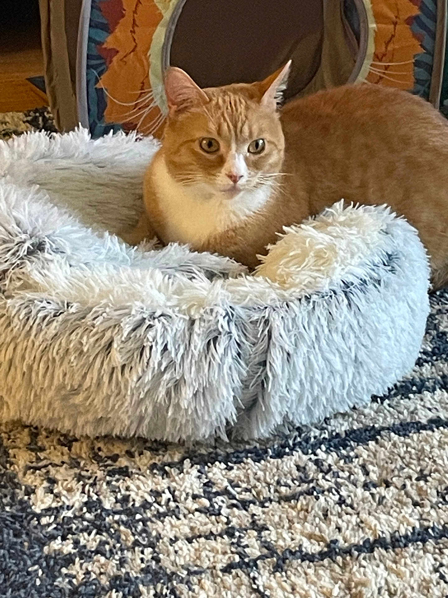 Kiara