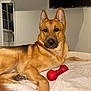 Major is registered to the contest to win money with this photo: animal, bed, blanket, canine, comfort, dog, domestic_animal, ears, face, fur, german_shepherd, house, indoor, looking, paw, pet, red, relax, resting, toy
