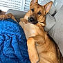 Major is registered to the contest to win money with this photo: animal, black, blanket, brown, canine, comfort, couch, cozy, dog, ears, face, fur, german_shepherd, indoor, laying_down, living_room, paw, pet, relaxed, resting